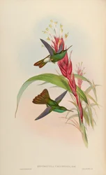 Hypuroptila urochrysia